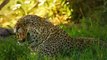 A stalking leopard attacked a wild boar and was attacked by a wild boar friend