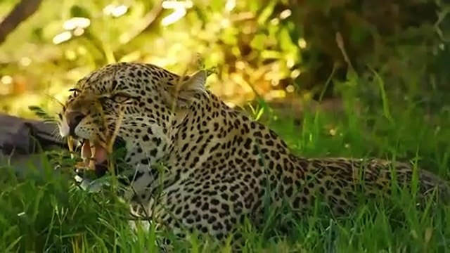 A stalking leopard attacked a wild boar and was attacked by a wild boar friend