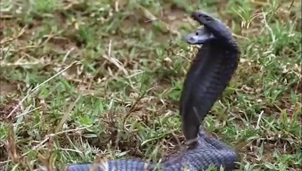 The Snake Suddenly Attacked The Lion From Behind