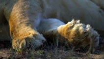 Badger secretly attacked the lion while sleeping, how does the lion take revenge