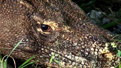 OMG!!! Because Of Reptile King Position Competition, Komodo Dragon And Python Slaughter Each Other