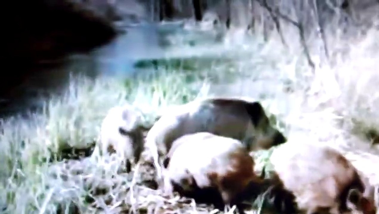 Ethiopian Wolf VS Wild Boar - Tragic end for th...
