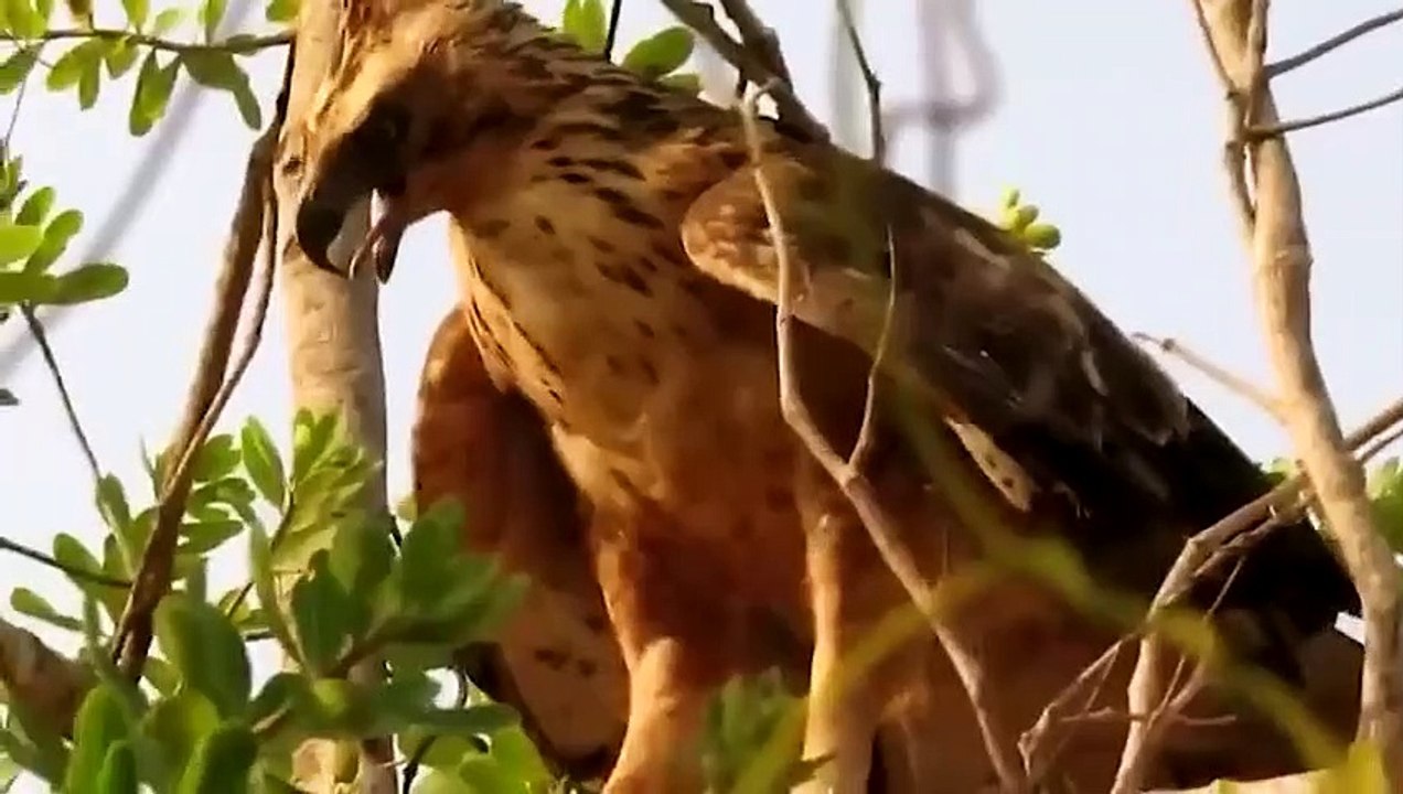 When the Rooster meets the Eagle