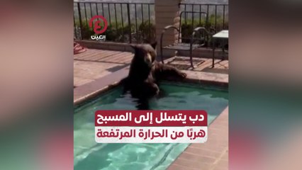 دب يتسلل إلى المسبح هربًا من الحرارة المرتفعة