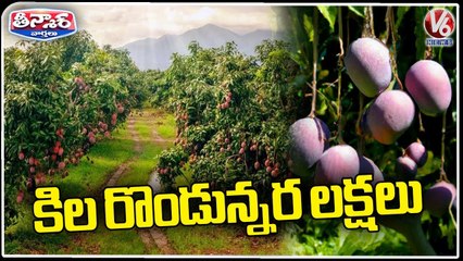 Odisha Teacher Farming Miyazaki Mangoes Worth 2. 5 Lakhs Per Kg _ V6 Weekend Teenmaar