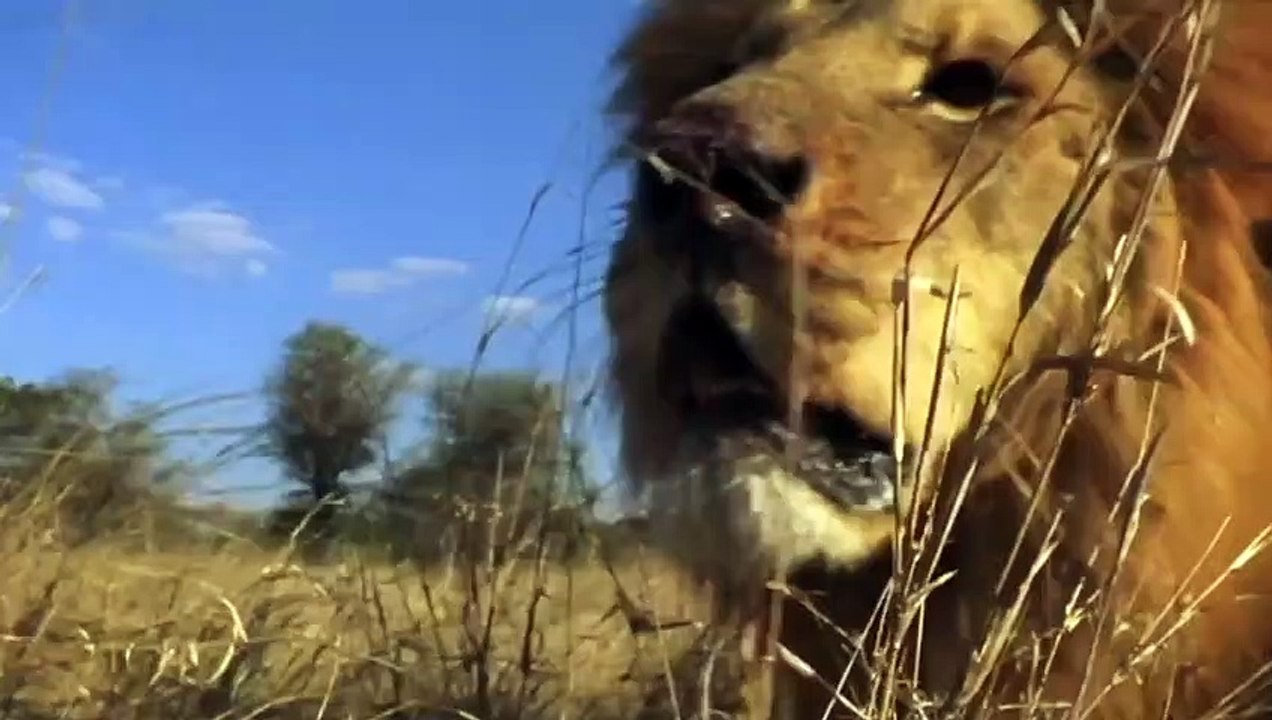Hungry! Lion Attack And Cannibalism And Tragic End
