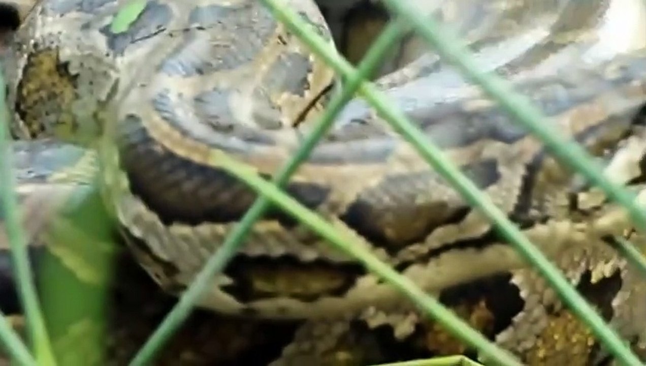 Komodo Stealing Python's Eggs And The Thief's End   Wildlife life