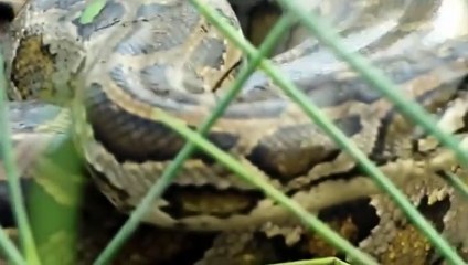 Komodo Stealing Python's Eggs And The Thief's End   Wildlife life