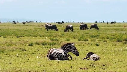 Leopard's Tragic Ending When Attacking a Zebra and the Help of a Gorilla Smashing Leopard Head