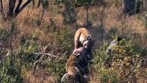 Leopard vs Spotted Hyena - Who will win