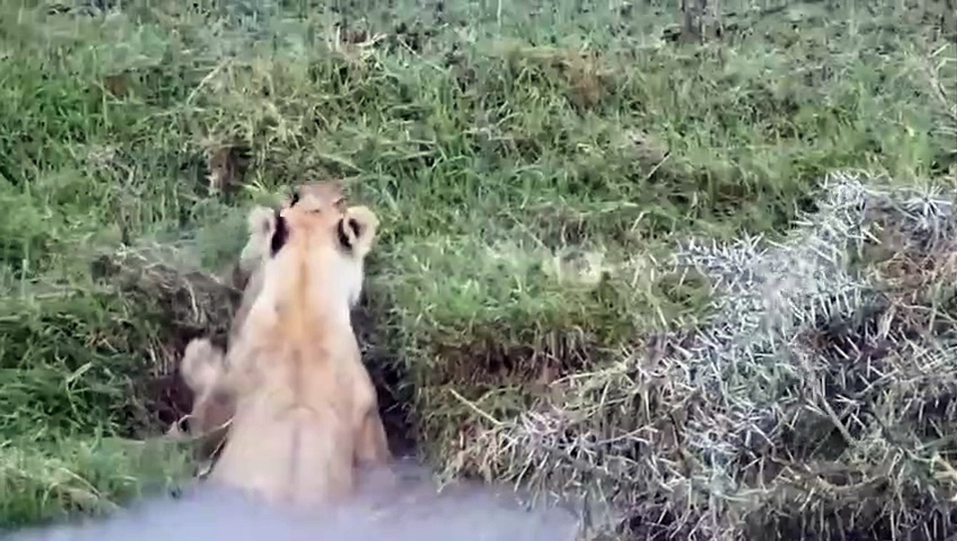 ⁣Lions Kill Leopards For Taking Their Prey, Rhinos Avenge Leopards