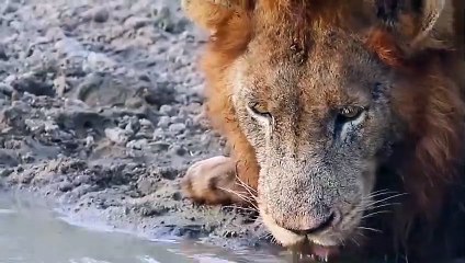 Mortal combat! The fierce wild buffalo rushes to attack the hungry lion to save his fellow