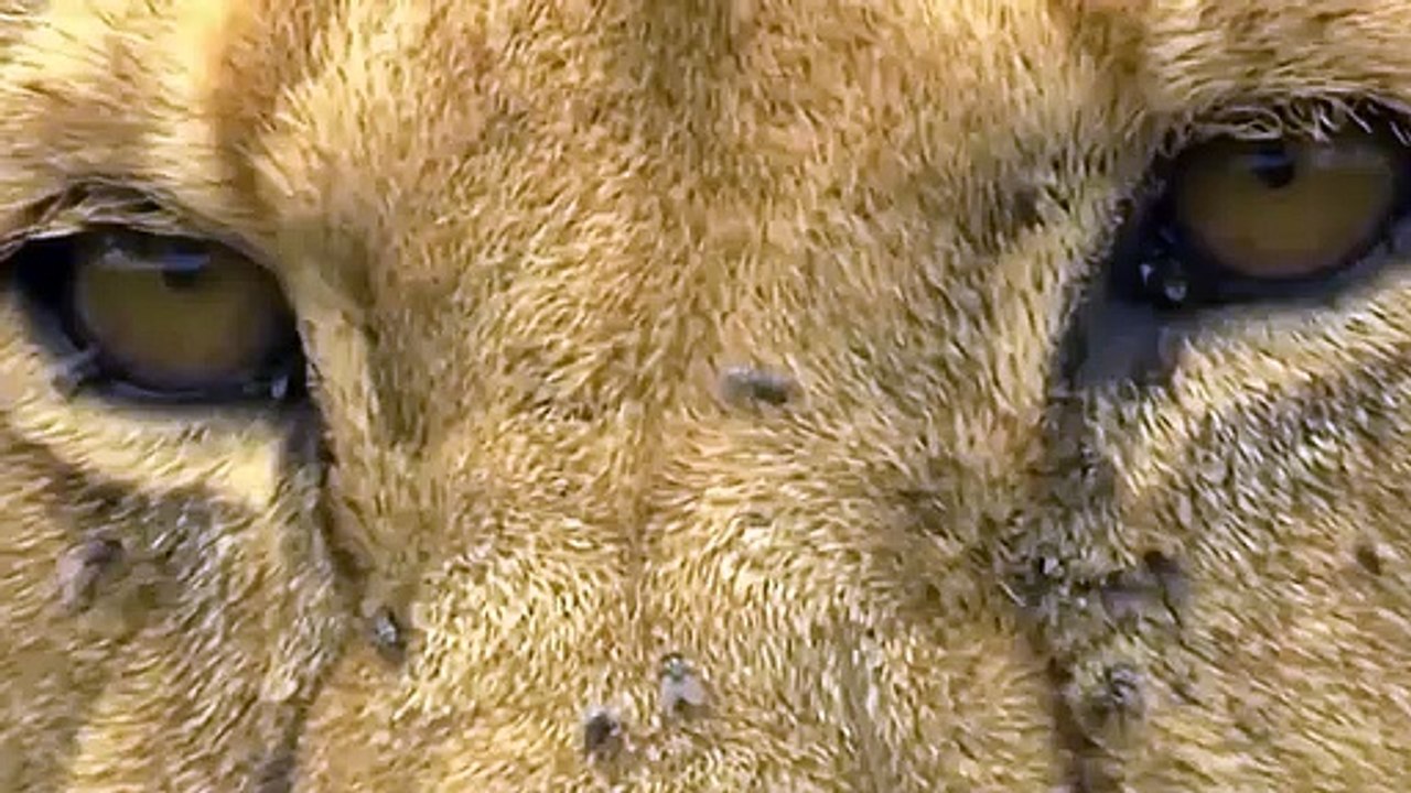 OMG ! The Crazy Lion Attack Made The Wild Boar Scared To Jump Into The Abyss And Tragic Ending