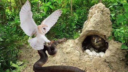 Owl Vs King Cobra In A Big Fights To The Last Breath