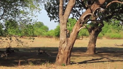 The Arrogant Leopard Defies The Wild Dog Pack And A Horrible End  Suffered a Fierce Attack