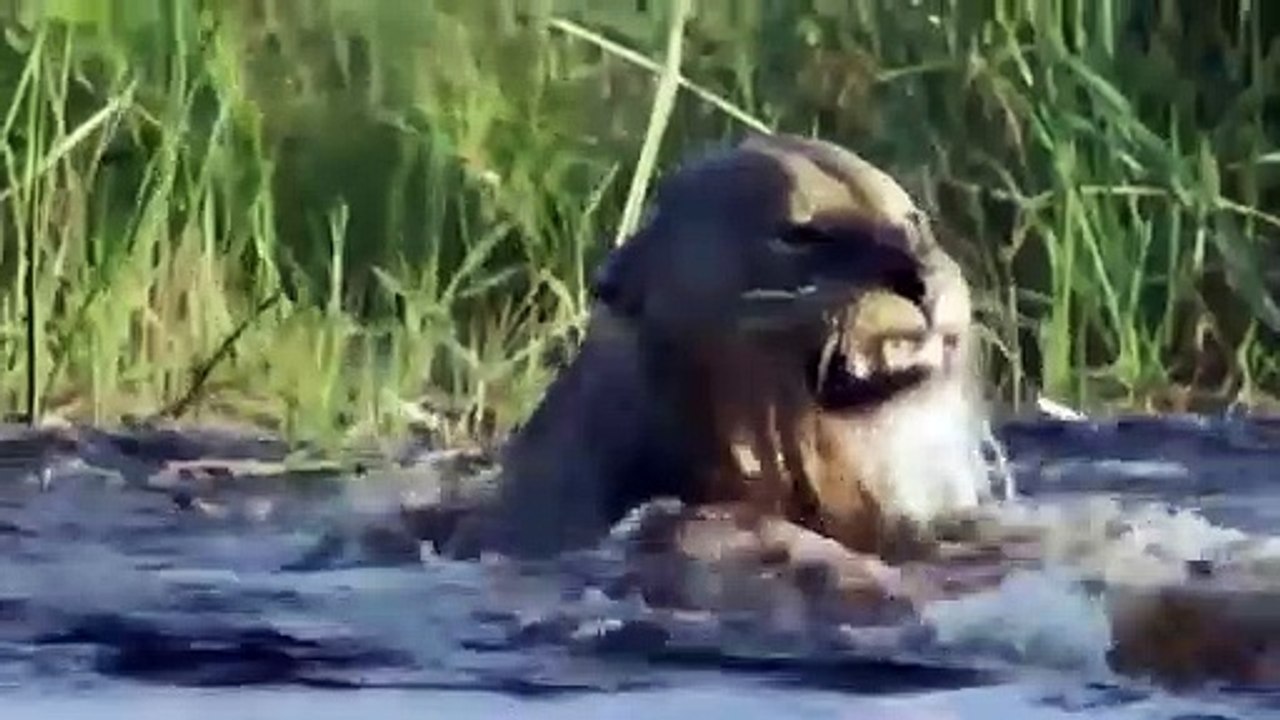 Predators in business, the lion caught on fangs  The most epic battles of wild animals