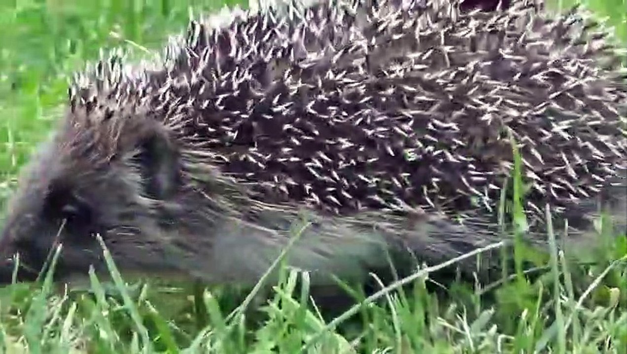 Porcupine in Action   Porcupine vs Bear, Python, Leopard, Dog