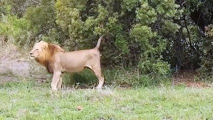 Revenge ! Howling Leopard Noise Makes Lion For Waking Angry Lion Attack Leopard Brutally