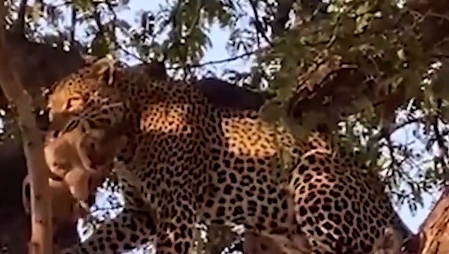 So Surprised! Lion Steals Leopard's Prey And Leopard's Tearful Revenge - Lion Vs Leopard
