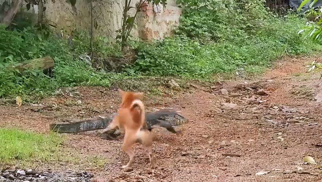 The Fierce Dog Attacks the Komodo Dragon And The Bad End