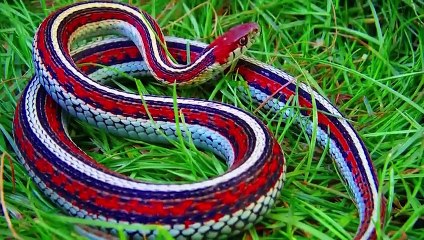 The snake approached the guinea chicken, but what happened was unexpected!! Animal world