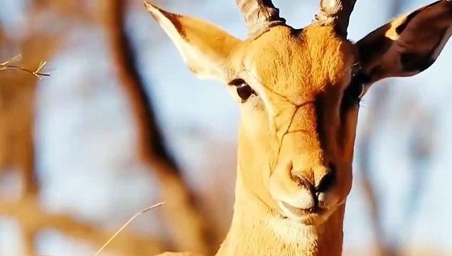 The mother antelope headbutts the leopard's stomach when the leopard steals her baby