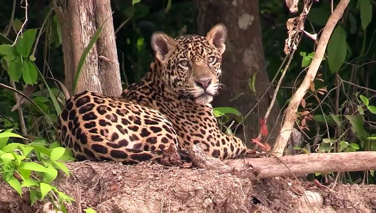 This Crazy ! Anteater Easily Defeats Leopard Thanks To Its Long Beak - Anteater Vs Leopard