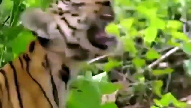 Tigers Were Helpless At The Wisdom Of Monkey - Monkey Teases Tiger On Tree And Unexpected Ending