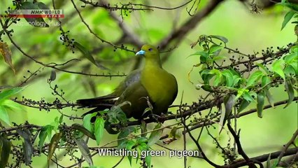 Japanology Plus - Amami Oshima : Paradise Found