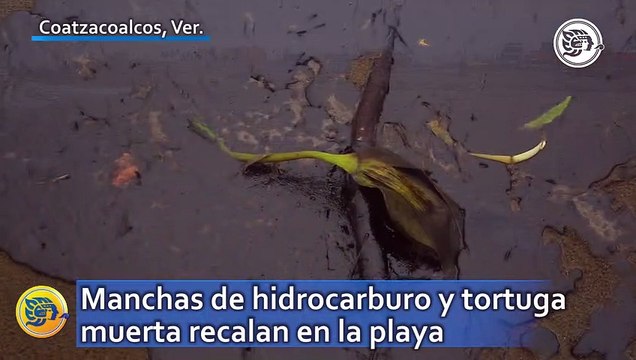 Manchas de hidrocarburo y tortuga muerta recalan en la playa de Coatzacoalcos