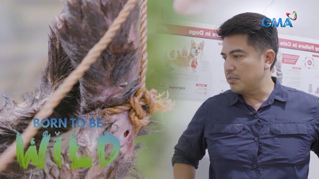 Saving the life of the trapped civet cat | Born to be Wild