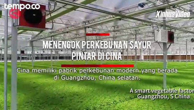 Melihat Perkebunan Sayur dengan Teknologi Pintar di Cina