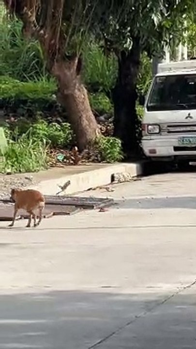 Bird Bothers Stray Dog