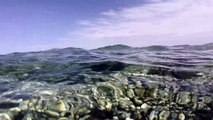 تماشا کنید: دمای بالای اقیانوس باعث مرگ صخره‌های مرجانی فلوریدا شده است