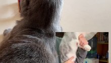 Funny cat videos | cute cats | Try not to laugh | Cat videos Compilation