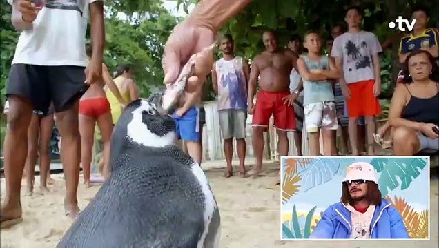Ce manchot est plus fidèle que Lorenzo ! - ZAPPING SAUVAGE