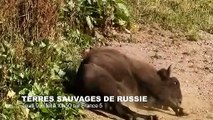 Cri très étrange de koala - ZAPPING SAUVAGE 33