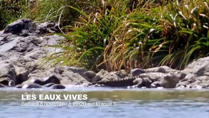 Des loutres plus fortes qu'un crocodile ! - ZAPPING SAUVAGE 15