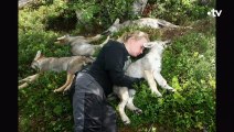 Des loups fous de joie retrouvent leur soigneuse - ZAPPING SAUVAGE