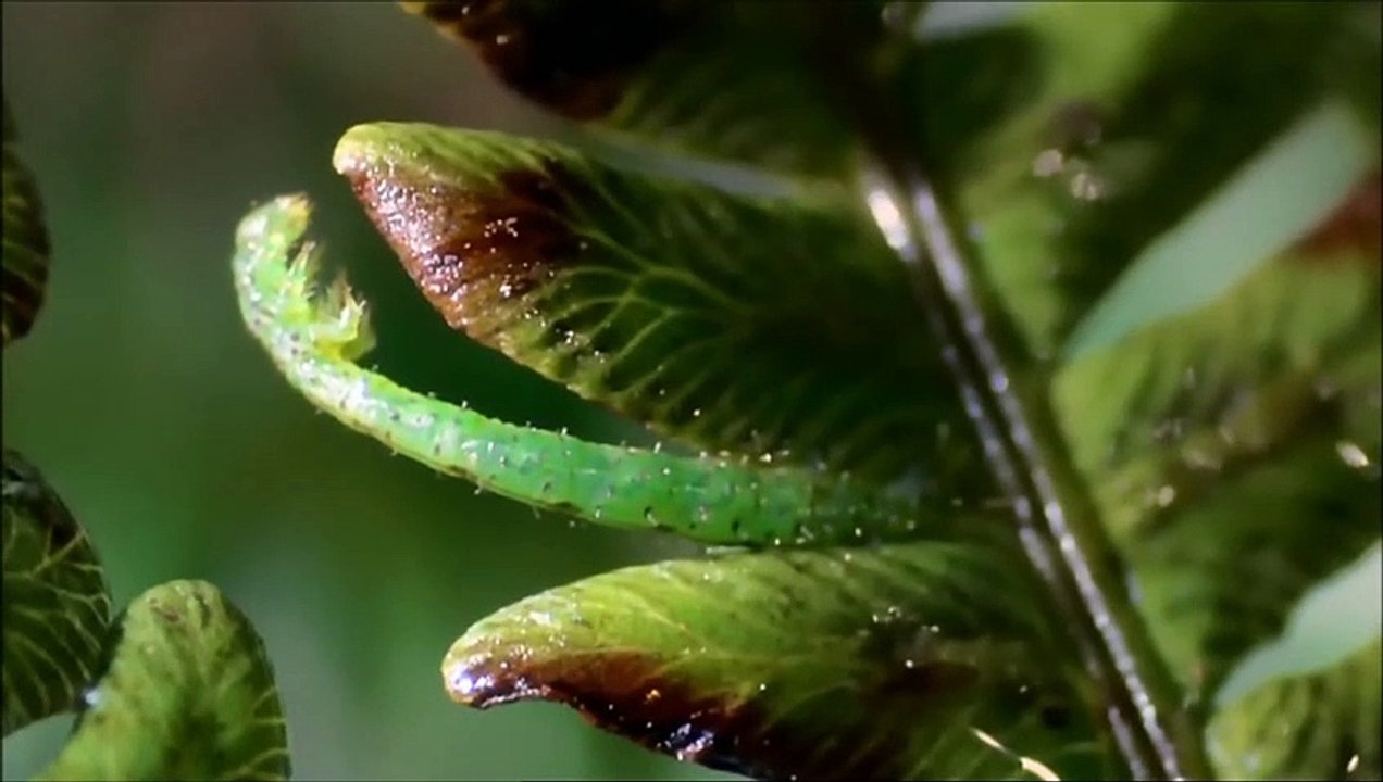 Des singes cambriolent une maison ! - ZAPPING SAUVAGE 9