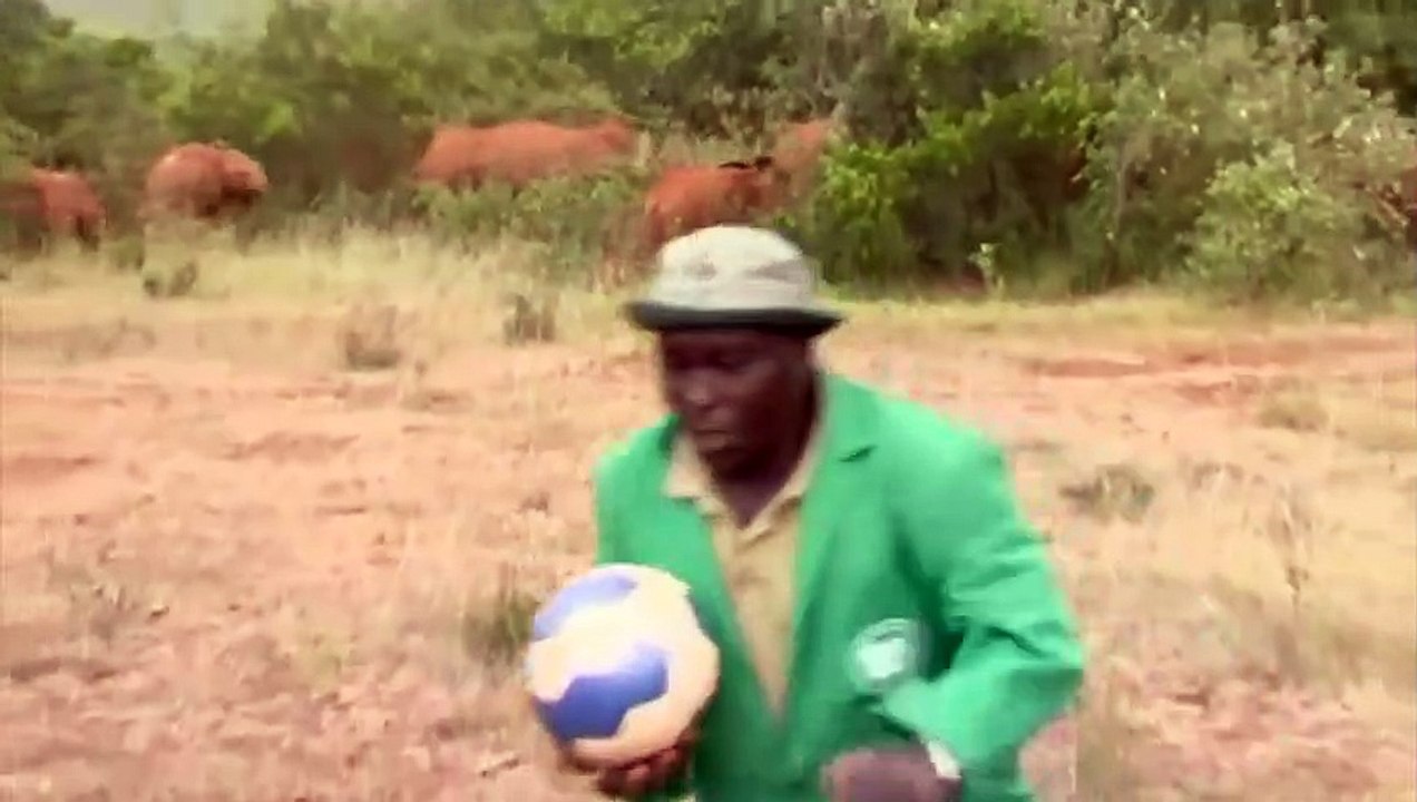 Des petits éléphants jouent au foot - ZAPPING SAUVAGE 14