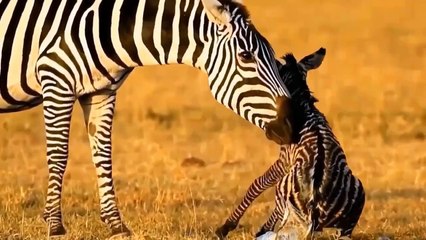 Worthy! Lion King's Painful Payment For Taking Over The Antelope's Domain - Lion VS Zebra VS Leopard