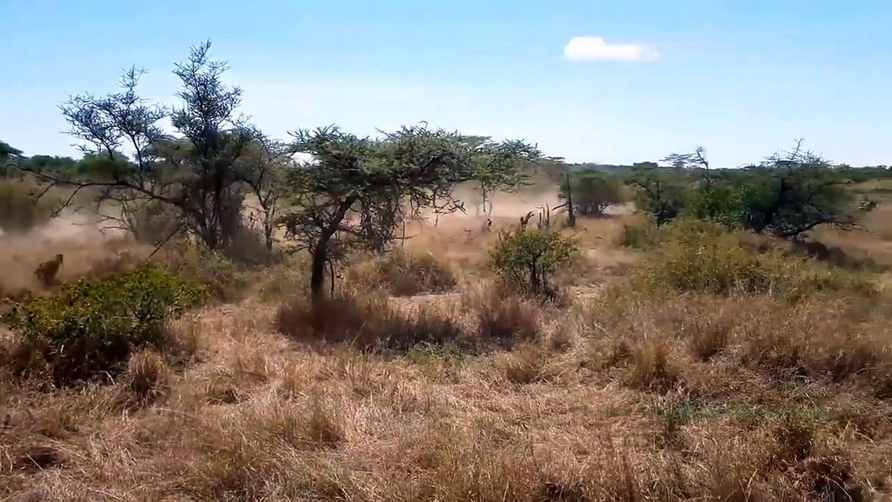 Fighting Zebra Biting Off The Head Of A Mad Lio...