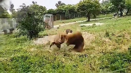 Warthog Pierced Lion King's Back To Protect His Cub, Making It Cry Out In Pain- Leopard vs Warthog