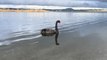 Lake Wendouree