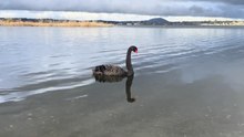 Lake Wendouree