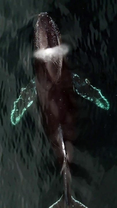 Big blue whale swimming in the water