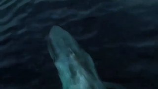 Big blue whale swimming in the water 