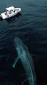 Big blue whale swimming in the water 