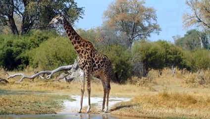 OMG! Mother Giraffe's Extraordinary Strength Has Defeated Ferocious Lions To Protect Their Cubs